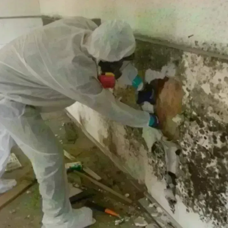 Mold Remediation and Removal in Many, LA